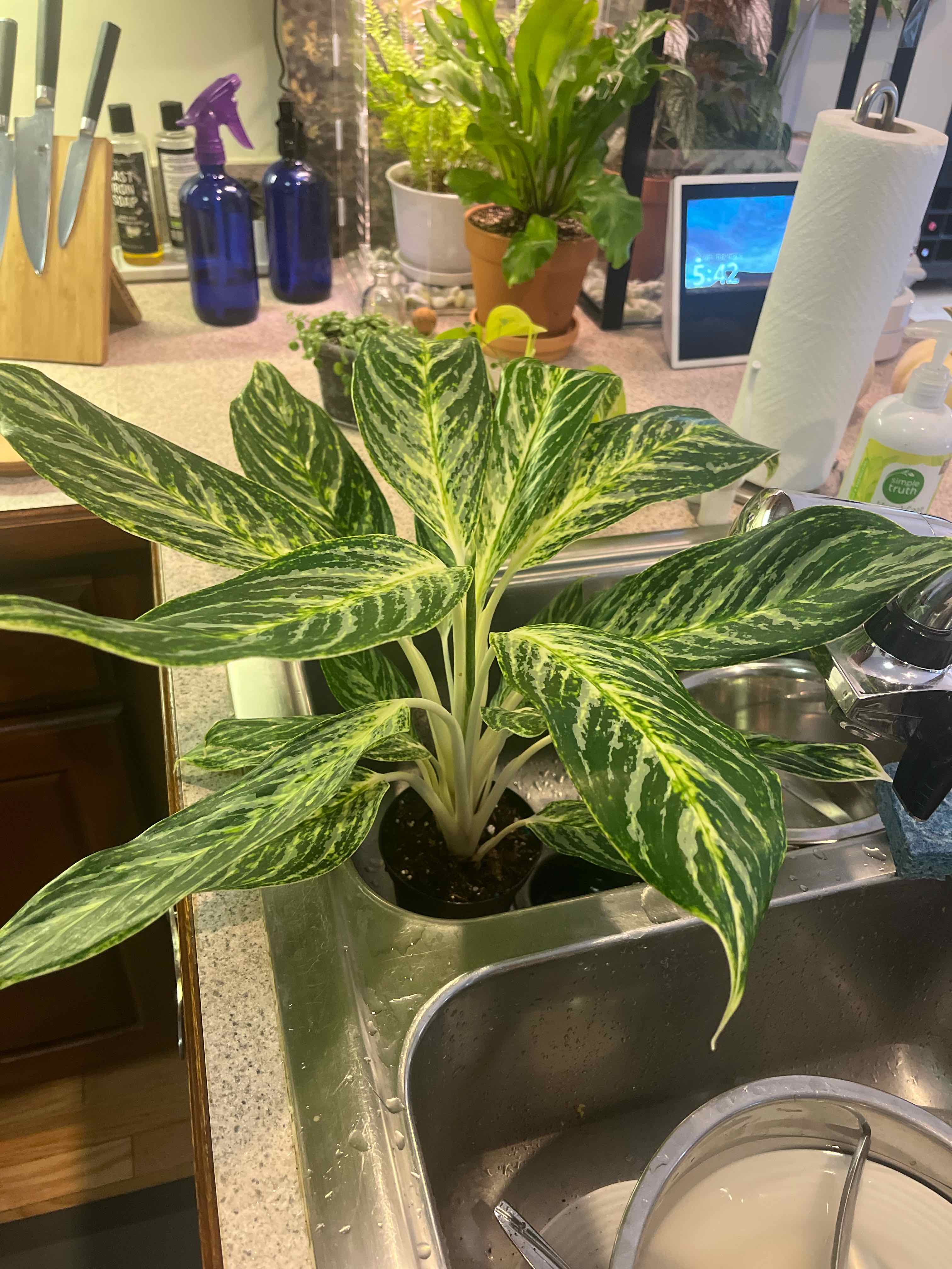 Chinese Evergreen 'Golden Madonna' plant in a kitchen sink with vibrant green and yellow variegated leaves.