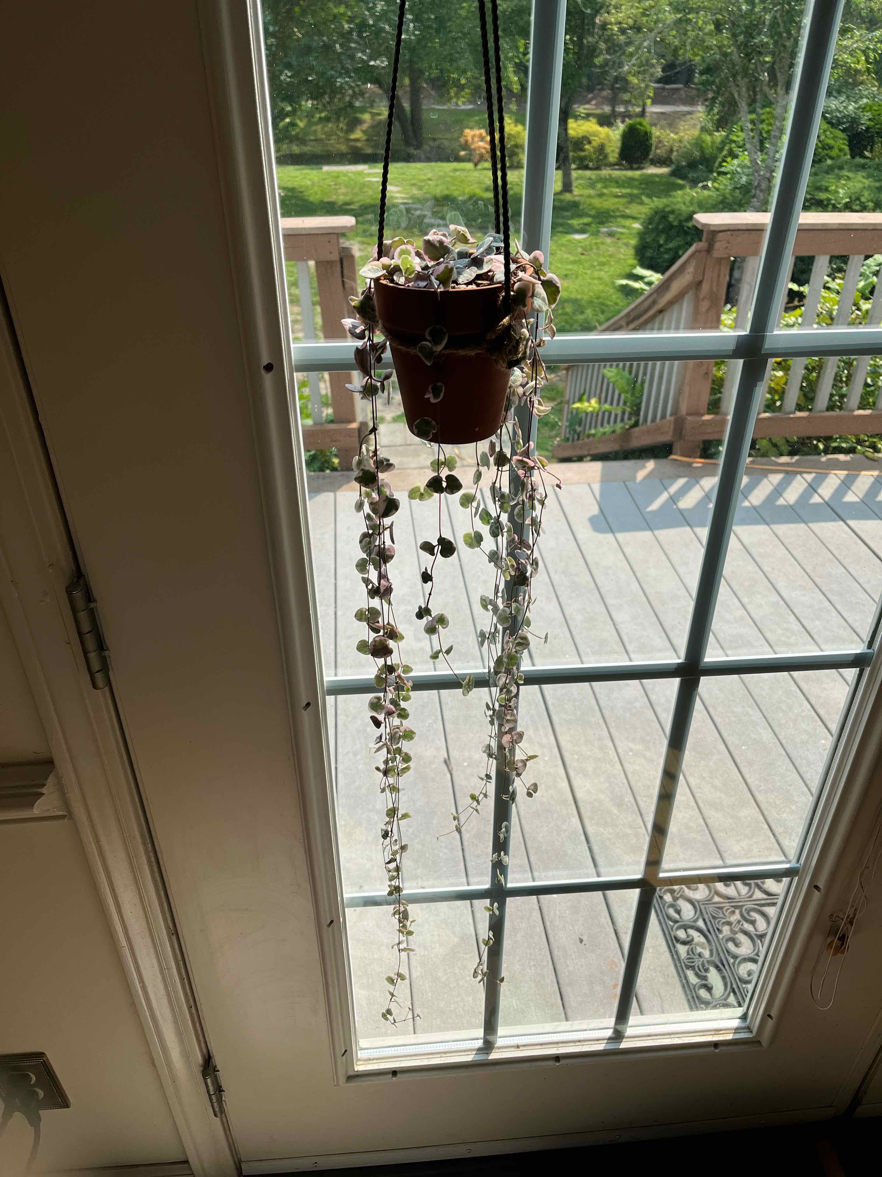 Photo of the plant species String of Hearts by @HotOleander named Ceropegia wodii on Greg, the plant care app