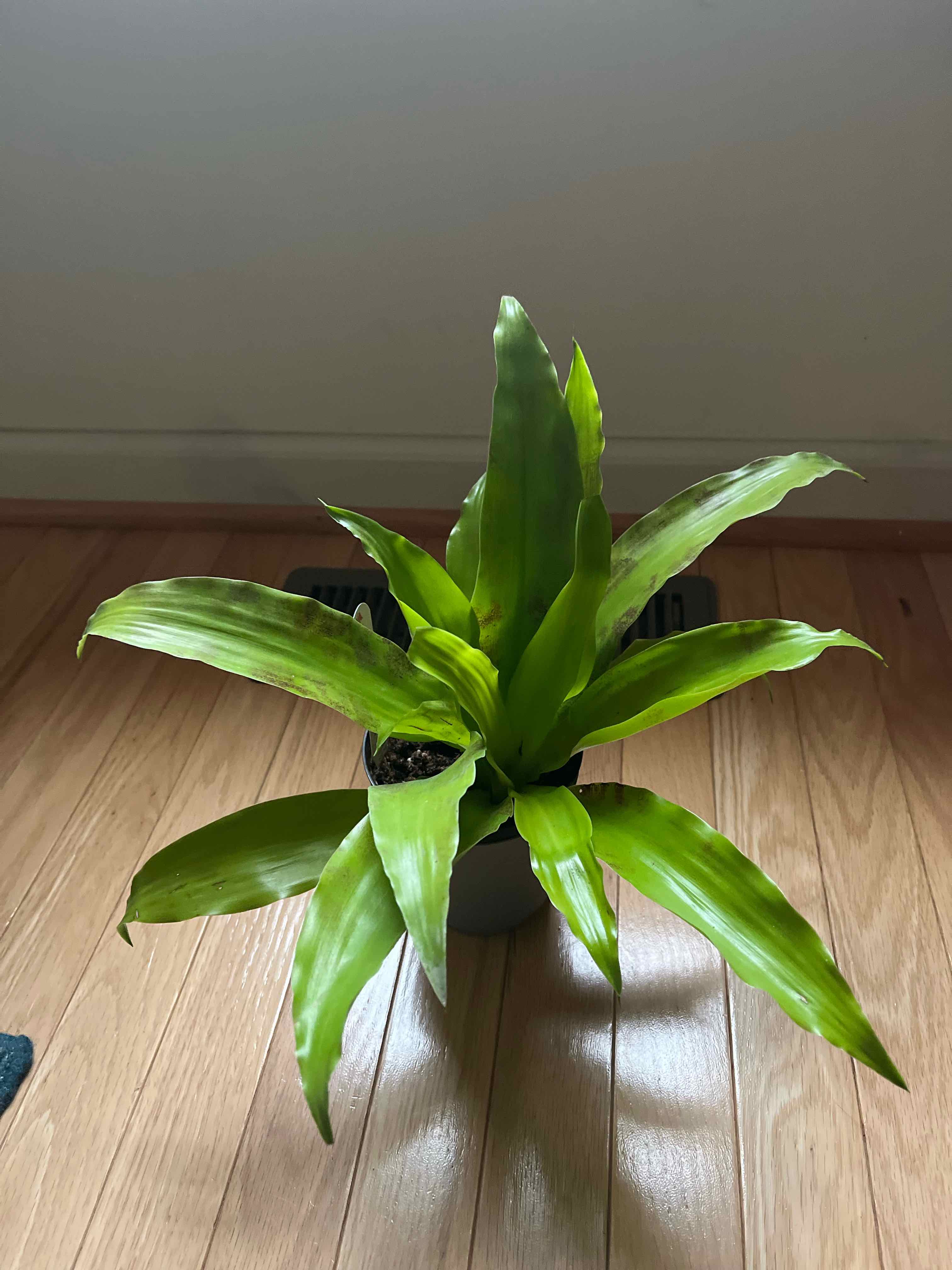 Dracaena Limelight plant in a pot on a wooden floor, appearing healthy with vibrant green leaves.
