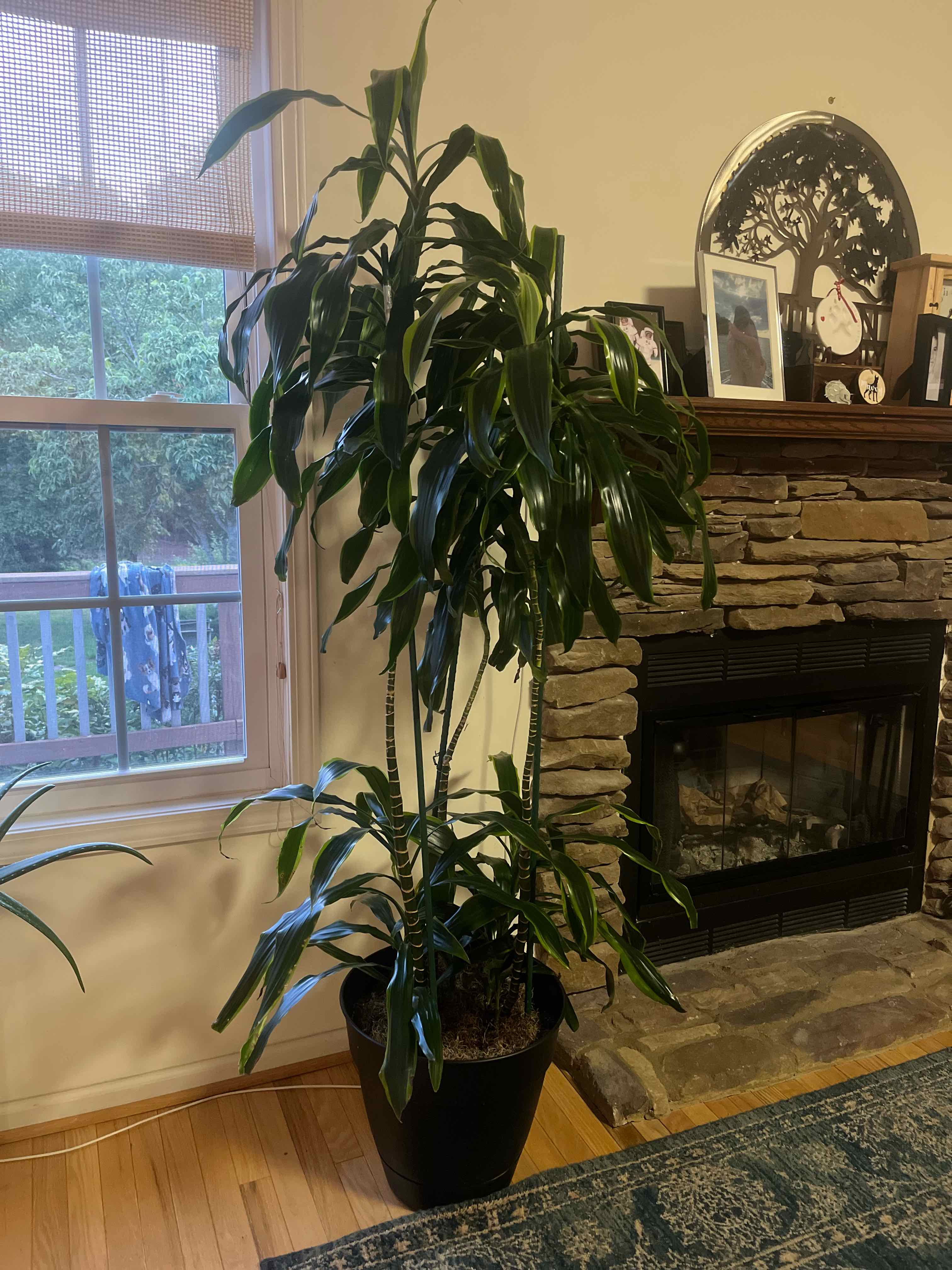 Indoor Dracaena Dorado plant in a pot near a fireplace, appears healthy with vibrant green leaves.