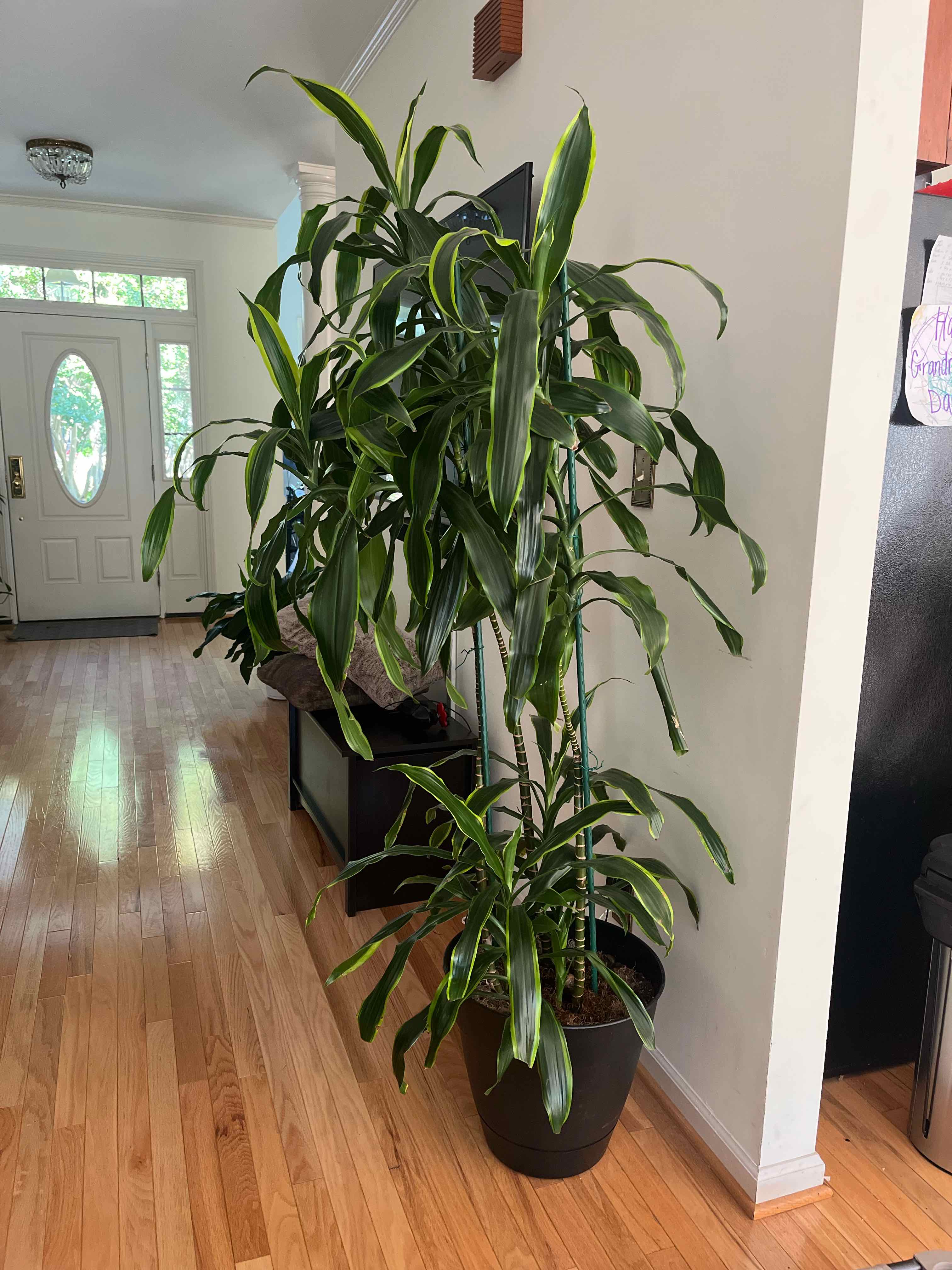 Indoor Dracaena Dorado plant in a pot, placed in a well-lit room.