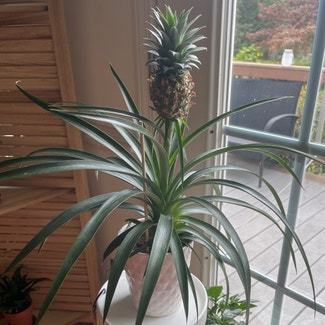 Pineapple plant in Columbia, South Carolina