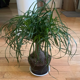 Ponytail Palm plant in Columbia, South Carolina