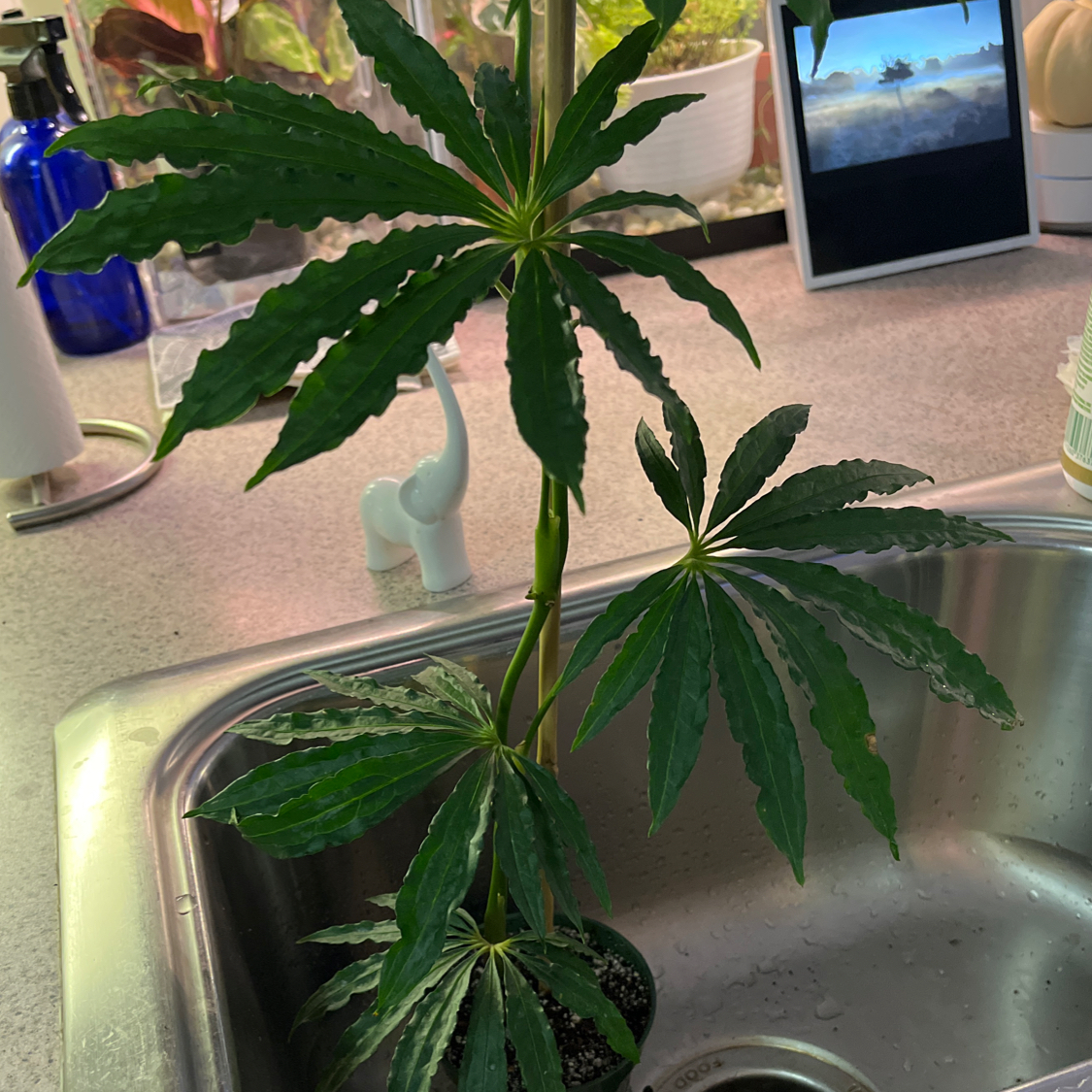 Photo of the plant species Faux Marijuana Plant by @HotOleander named Anthurium polyschistum ‘Tweed’ on Greg, the plant care app