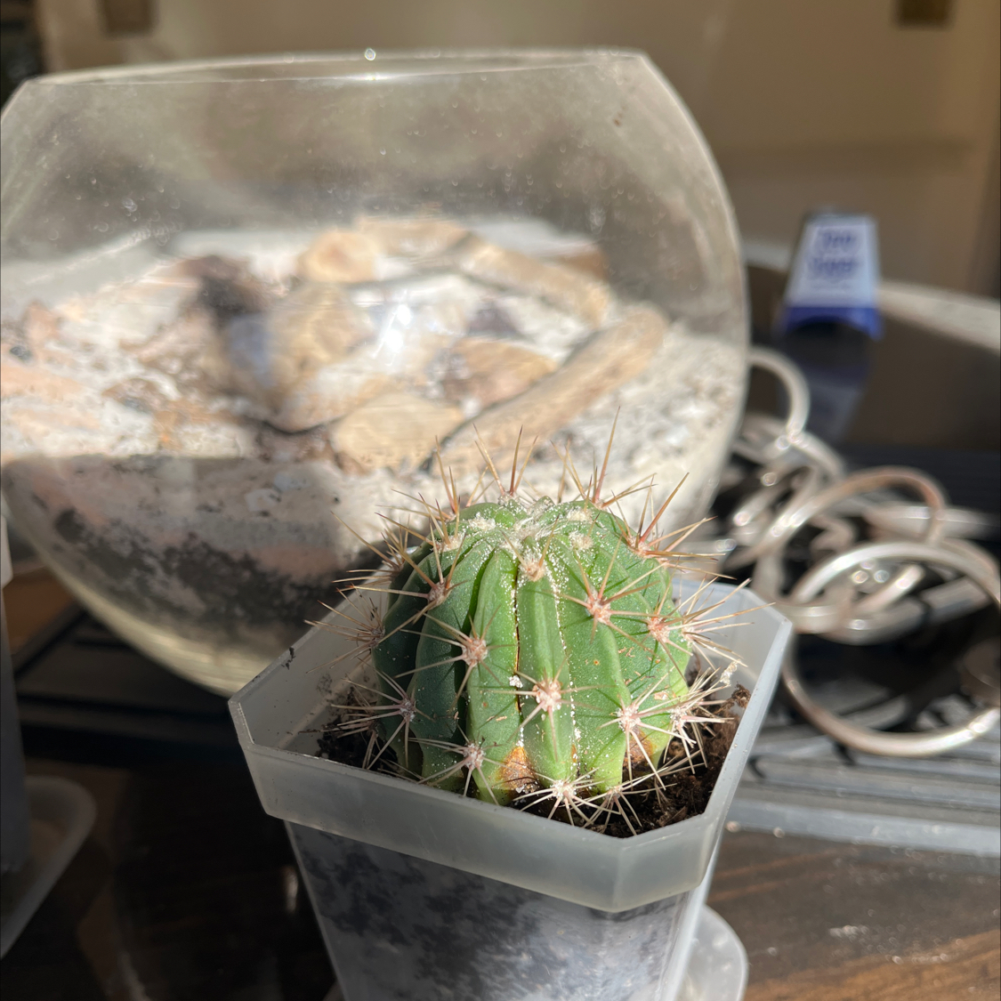Easter Lily Cactus in a small pot with a glass container of rocks in the background.