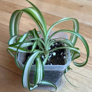 Curly Spider Plant plant in Columbia, South Carolina