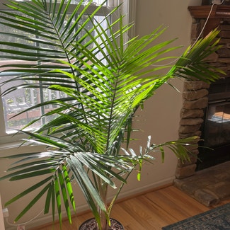 Majesty Palm plant in Columbia, South Carolina