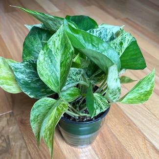 Marble Queen Pothos plant in Columbia, South Carolina