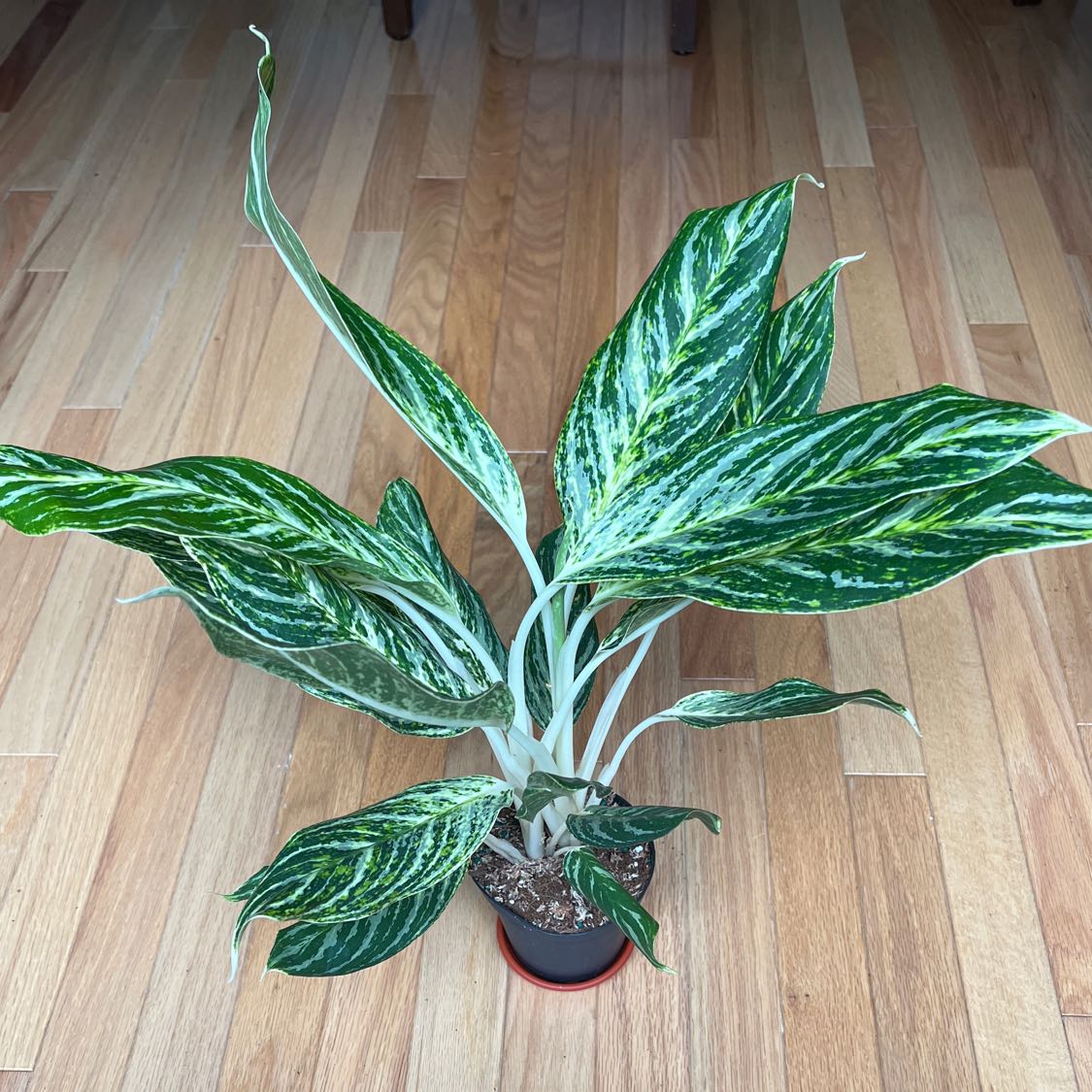 Chinese Evergreen 'Golden Madonna' plant with variegated green and white leaves in a pot on a wooden floor.