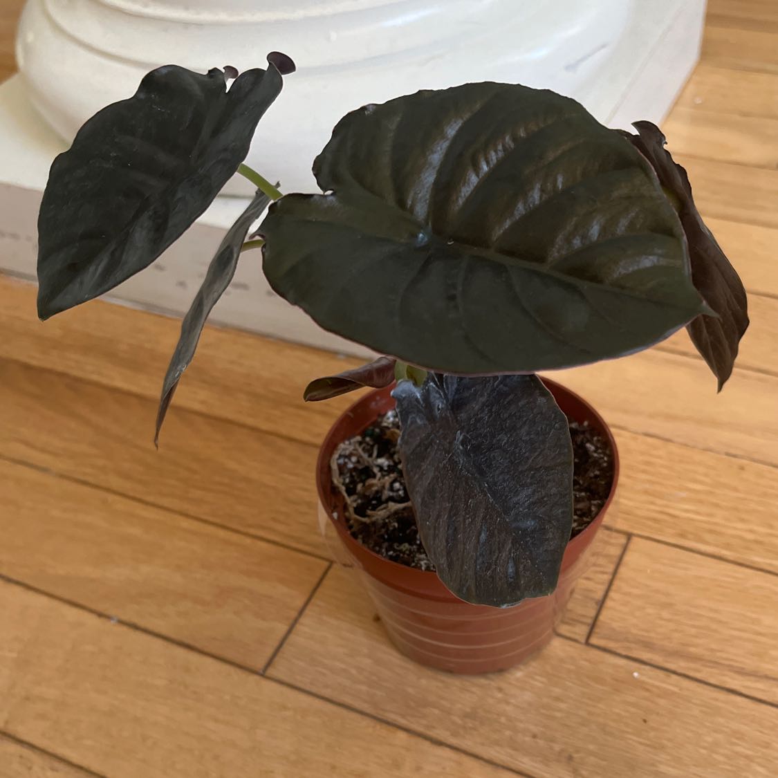 Alocasia Kapit Black Panther uploaded to the Greg plant app by @HotOleander