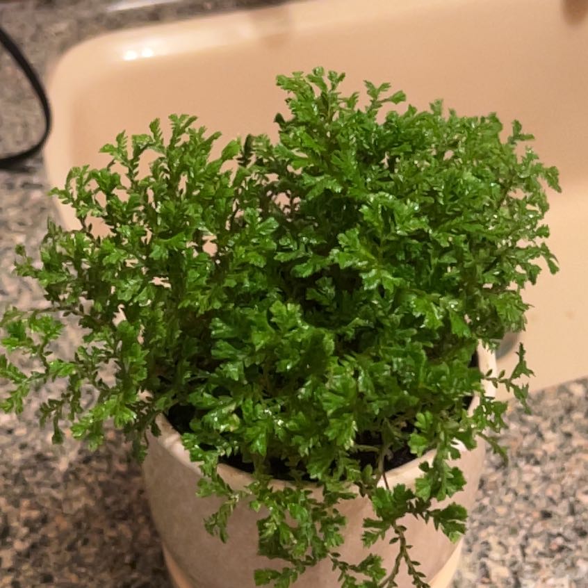 Healthy green club moss plant with dense, small leaves growing in a pot, closely cropped and well-focused.
