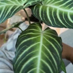 Photo of the plant species Xanthosoma Angel wings by @LikableGrass named Dax on Greg, the plant care app