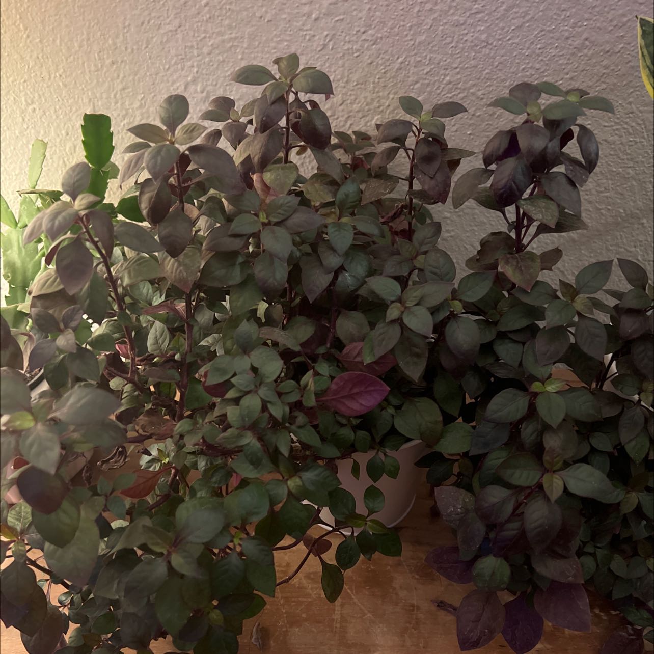 Image of a healthy Brazilian Joyweed plant with dark green to purplish leaves.