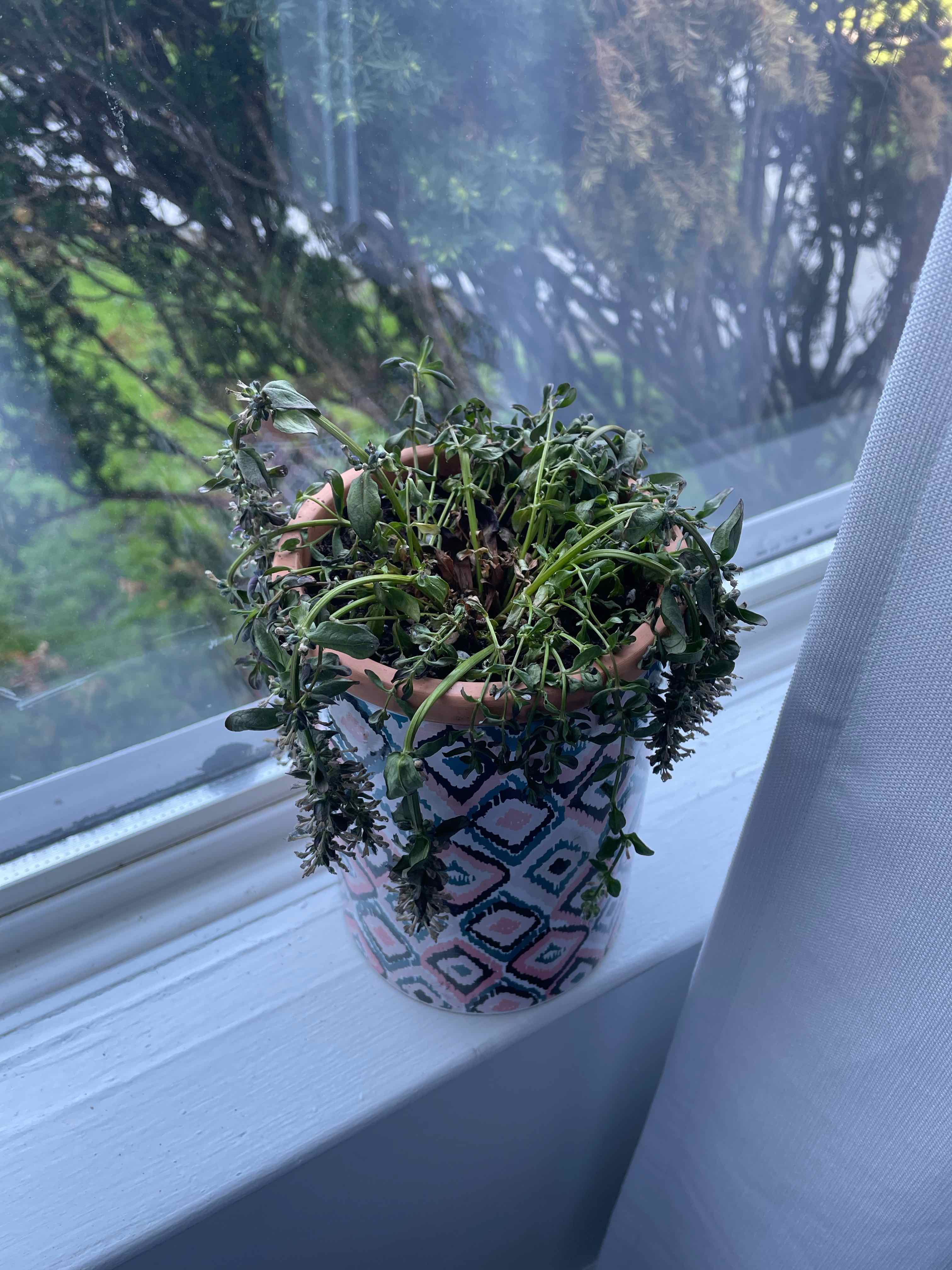 Potted Blue Bugle plant on a windowsill, showing signs of wilting and browning leaves.