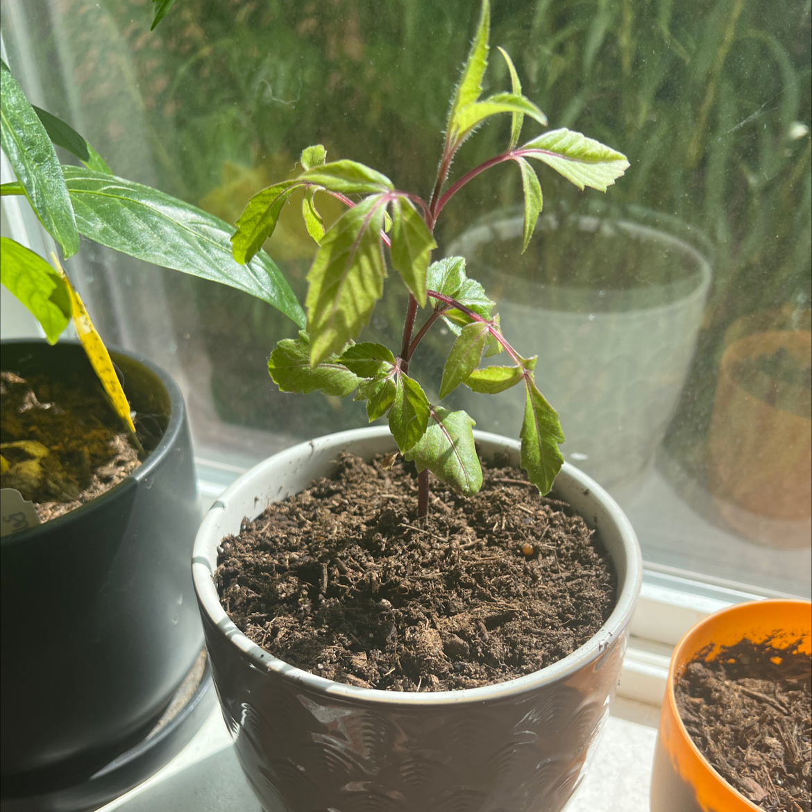 Young Garden Dahlia plant in a pot on a windowsill with visible soil.