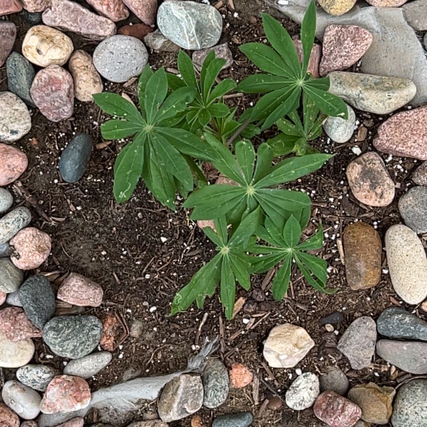 Young Big-Leaved Lupine plant surrounded by rocks, with green leaves and no visible flowers.