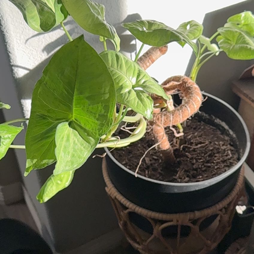 Photo of the plant species Arrowhead by @GracedTomato named Luna on Greg, the plant care app