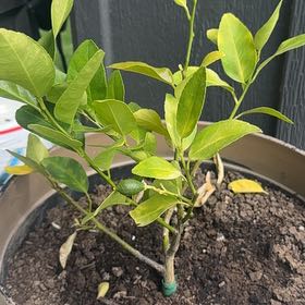 Photo of the plant species Lime Tree by @JocosePuka named Lima on Greg, the plant care app
