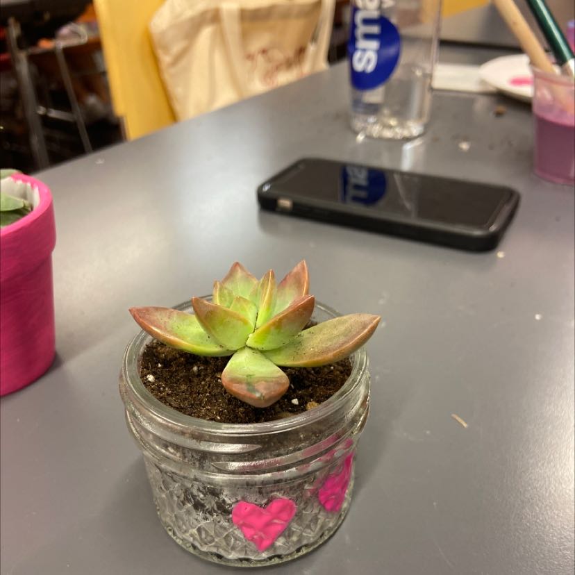 A small succulent plant in a glass container with soil on a table.