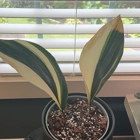 Photo of the plant species Variegated Cast Iron Plant by @RealBluesage named Elle on Greg, the plant care app