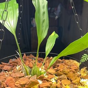 Photo of the plant species Stanhopea tigrina by @ZippyGabisan named Aristotle on Greg, the plant care app