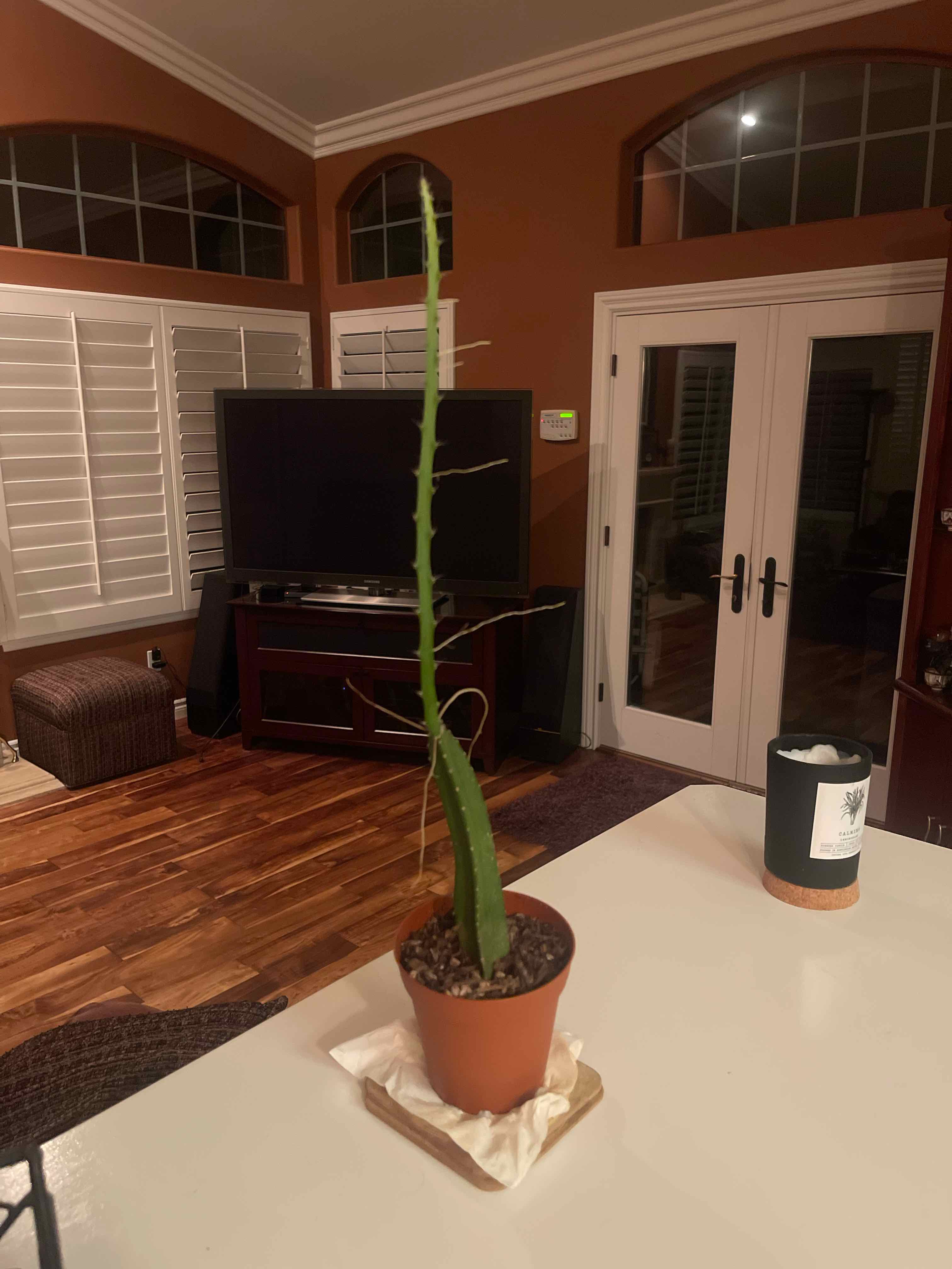 Photo of the plant species Dragon Fruit by @yung named 🐲🐉 on Greg, the plant care app