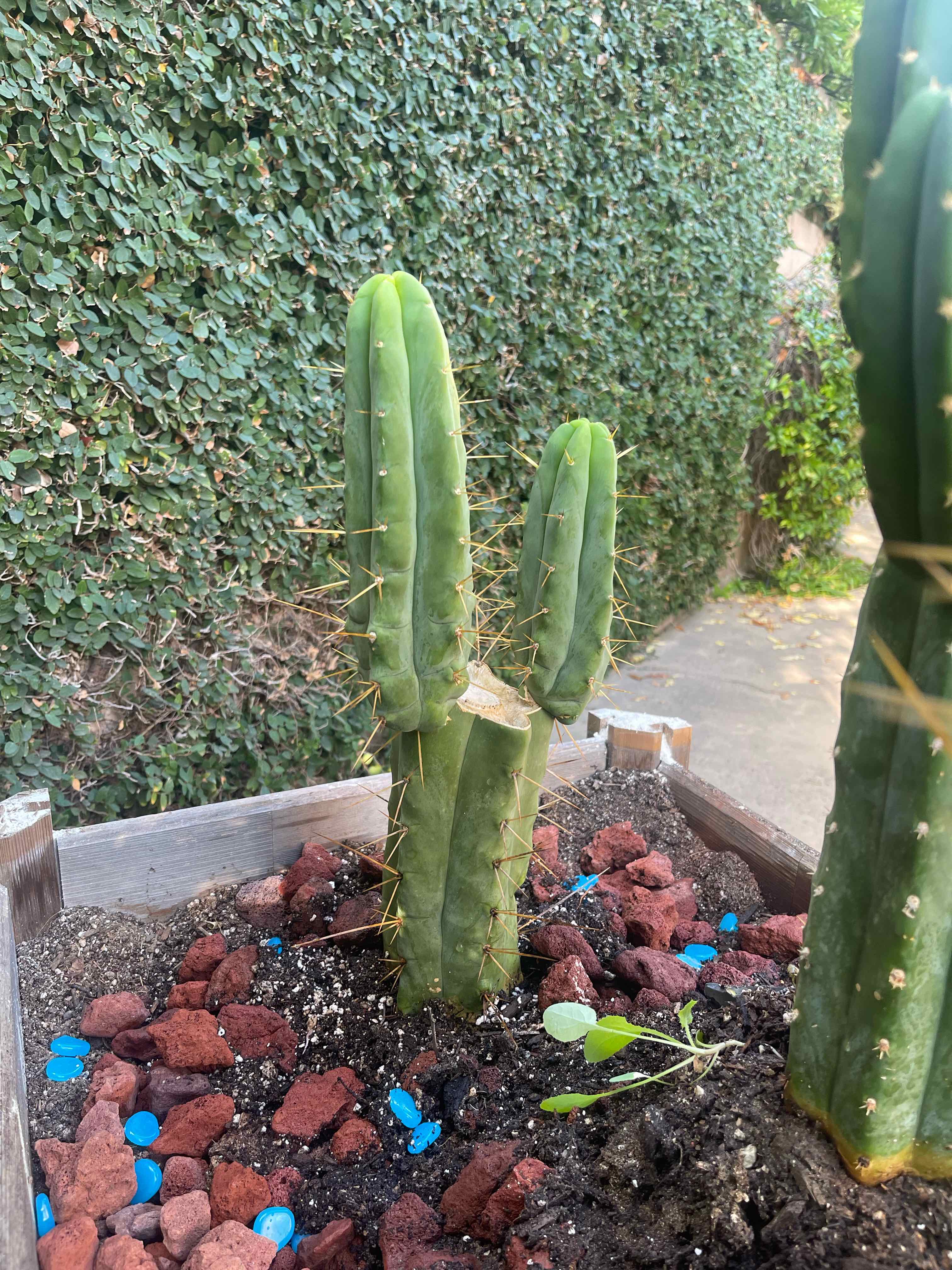 Eileen (T. bridgesii)