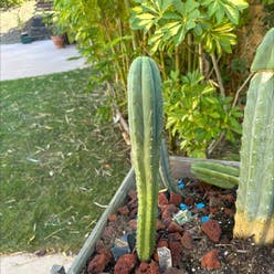 San Pedro Cactus plant