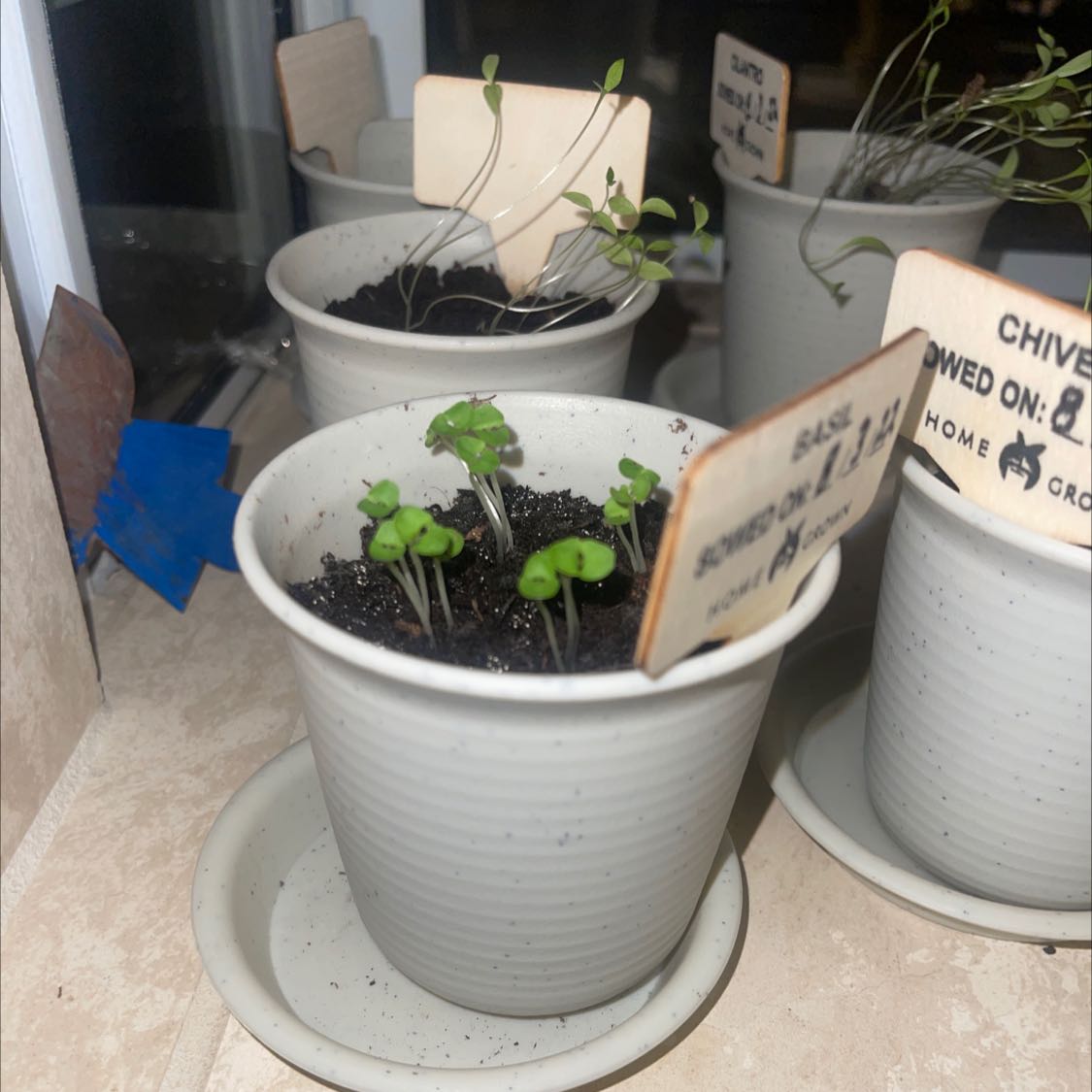 Photo of the plant species Amethyst Basil by @yung named Basil on Greg, the plant care app