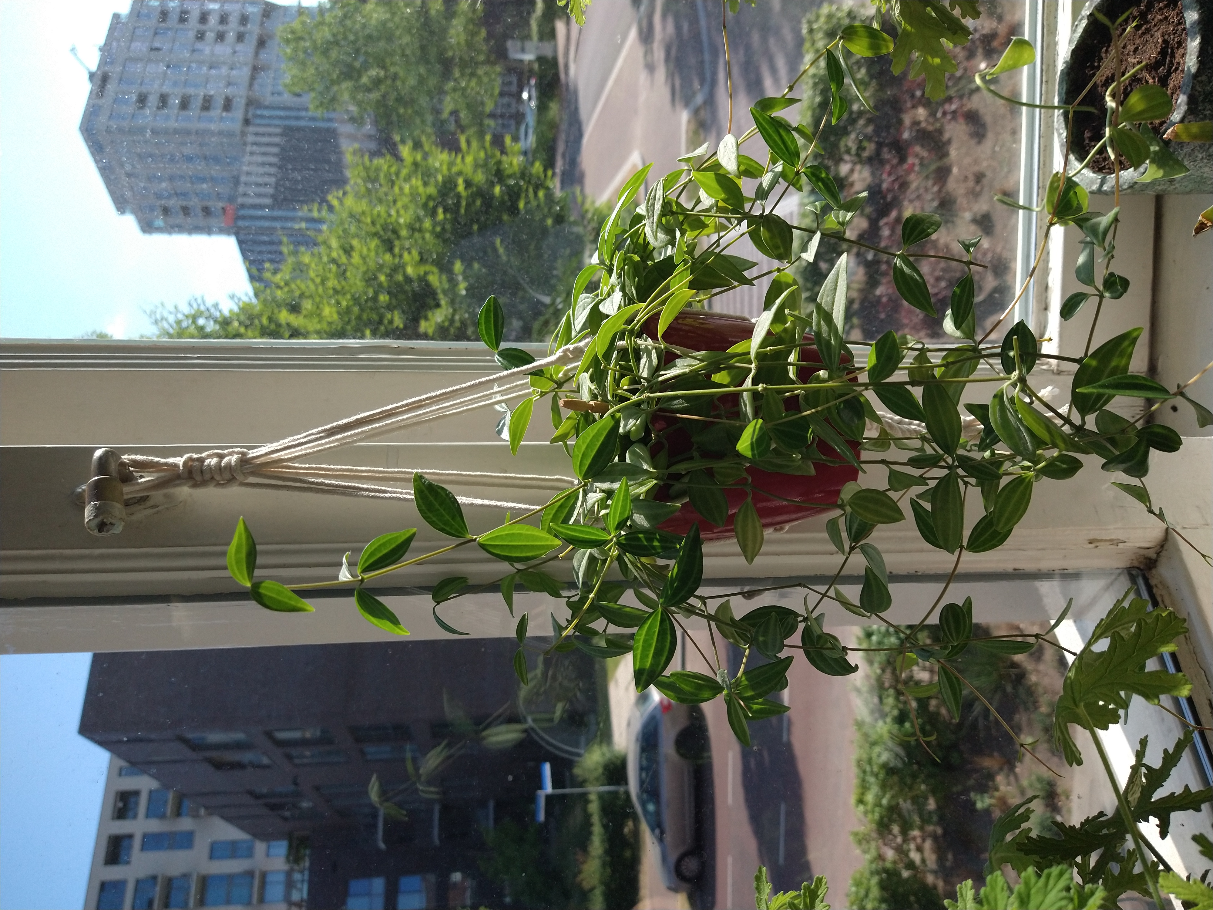 Hanging Watermelon Dischidia plant with small green leaves in front of a window with an urban view.