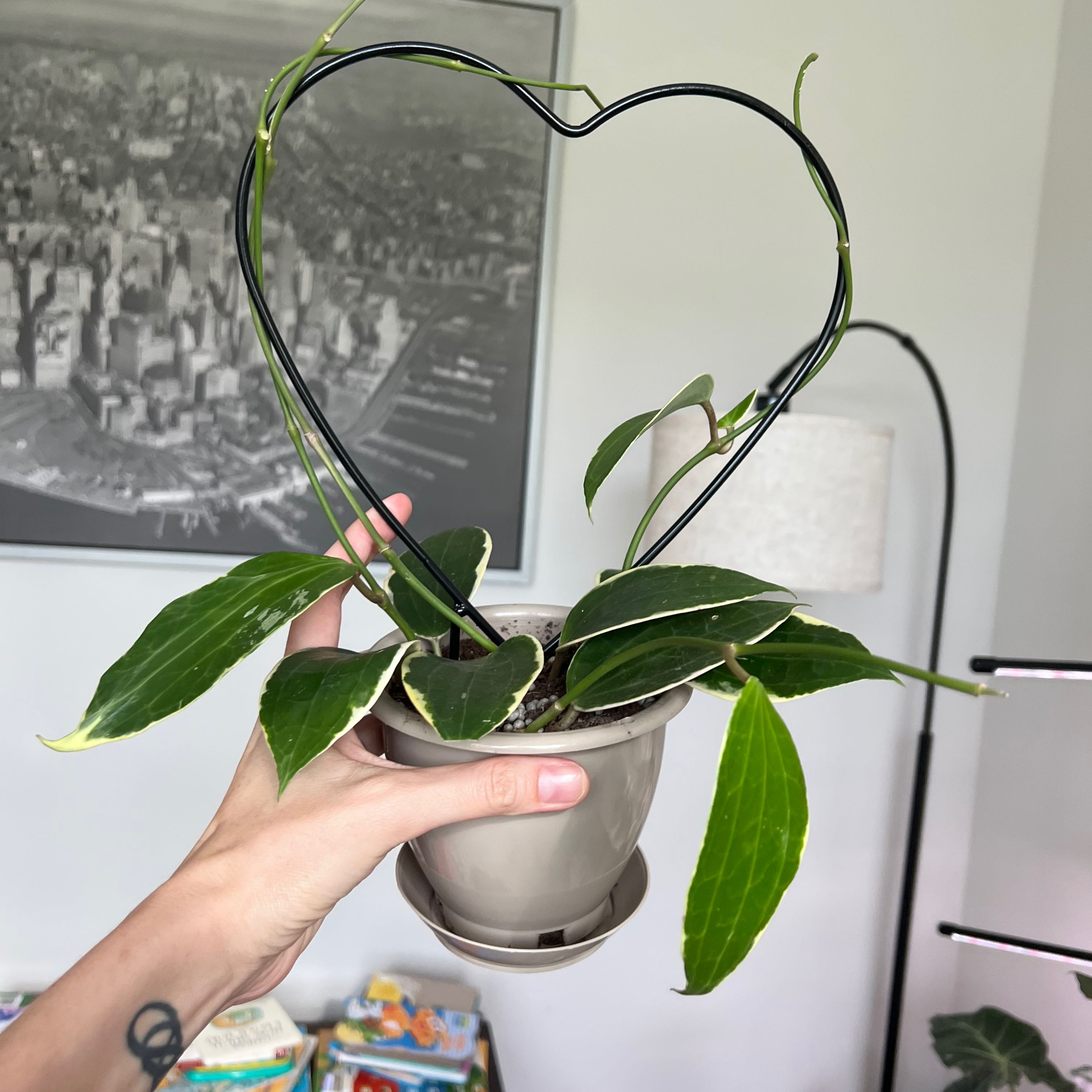 Hoya macrophylla plant in a pot with a heart-shaped trellis, held by a hand.
