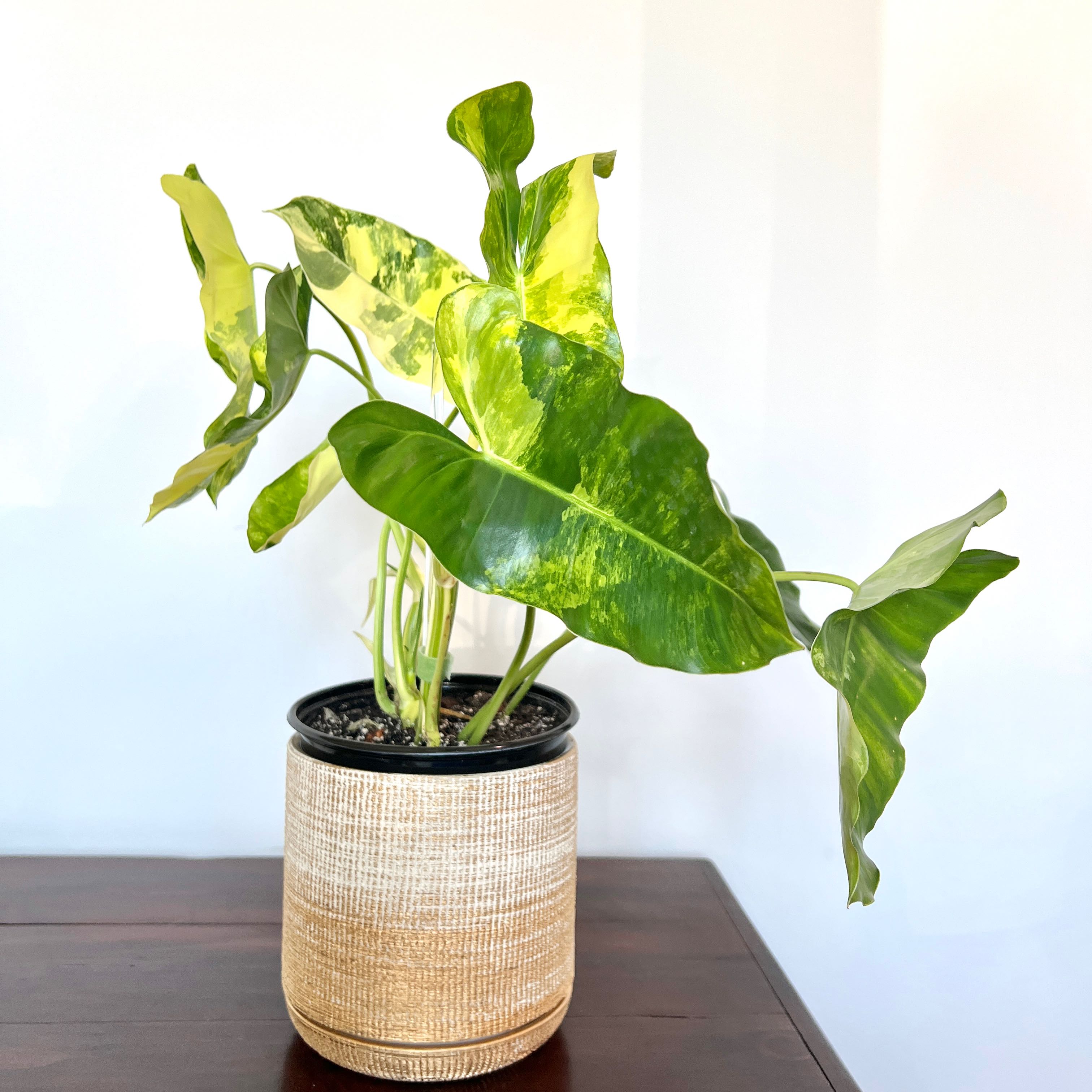 Burle Marx Variegata plant in a woven pot with vibrant green and yellow variegated leaves.