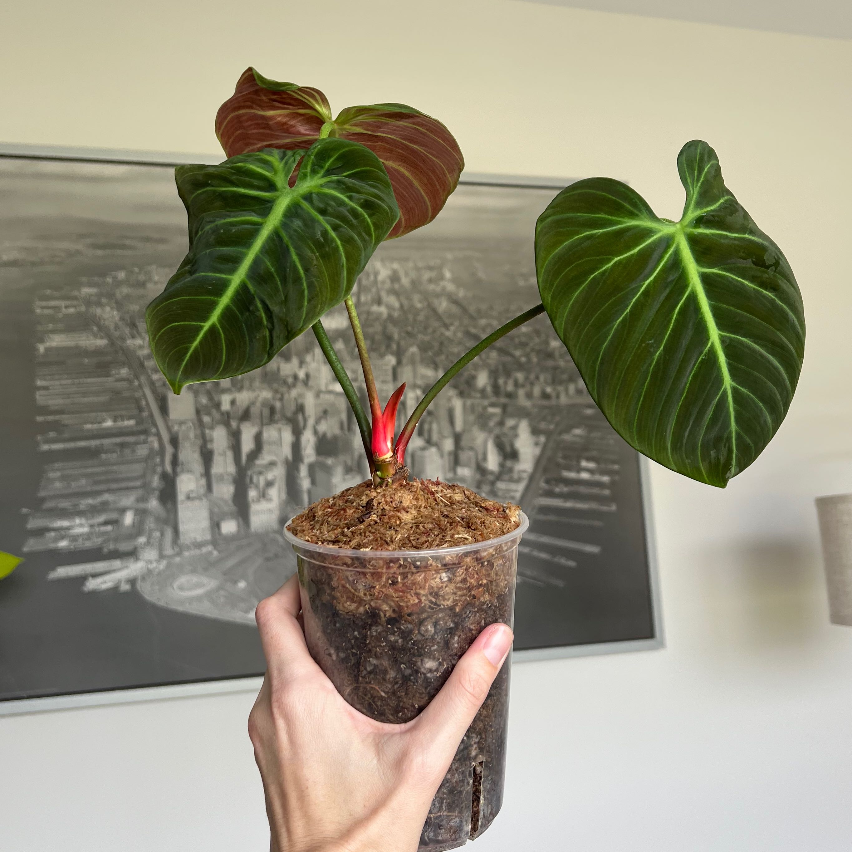 Philodendron El Choco Red plant held in a clear plastic container with healthy dark green leaves and red stem.