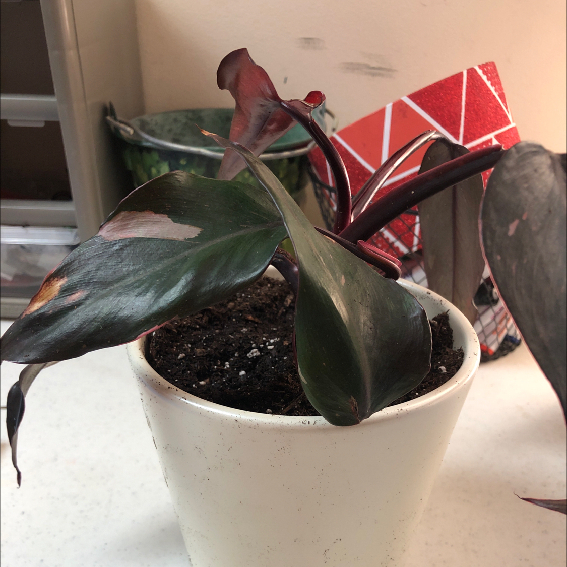 Pink Princess Philodendron in a white pot with dark green leaves and pink variegation, some browning visible.