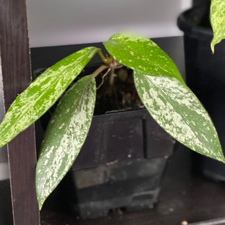 Hoya pubicalyx 'Splash' plant in Wellington, Wellington