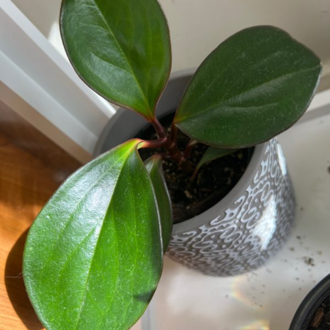 Peperomia Red Edge plant in a decorative pot with healthy green leaves.