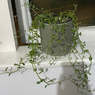String of Dolphins plant in Wellington, Wellington