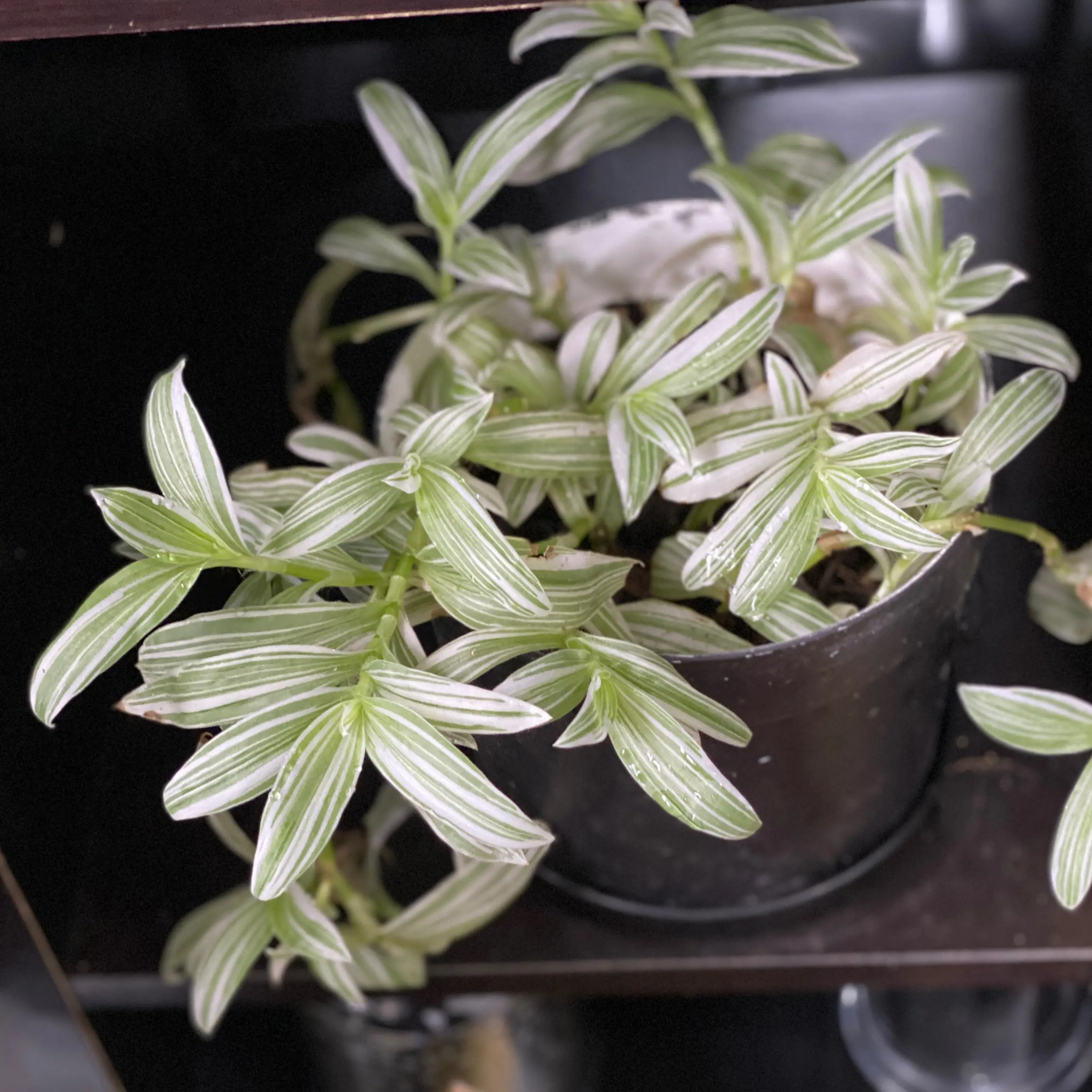 Tradescantia albiflora 'Albovittata' plant in a black pot with green and white striped leaves.