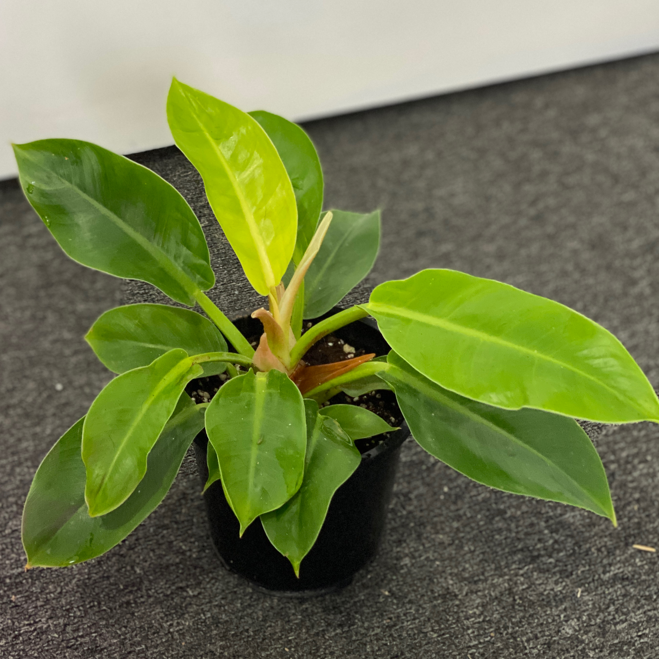 Philodendron 'Imperial Green' plant in a black pot with vibrant green leaves.