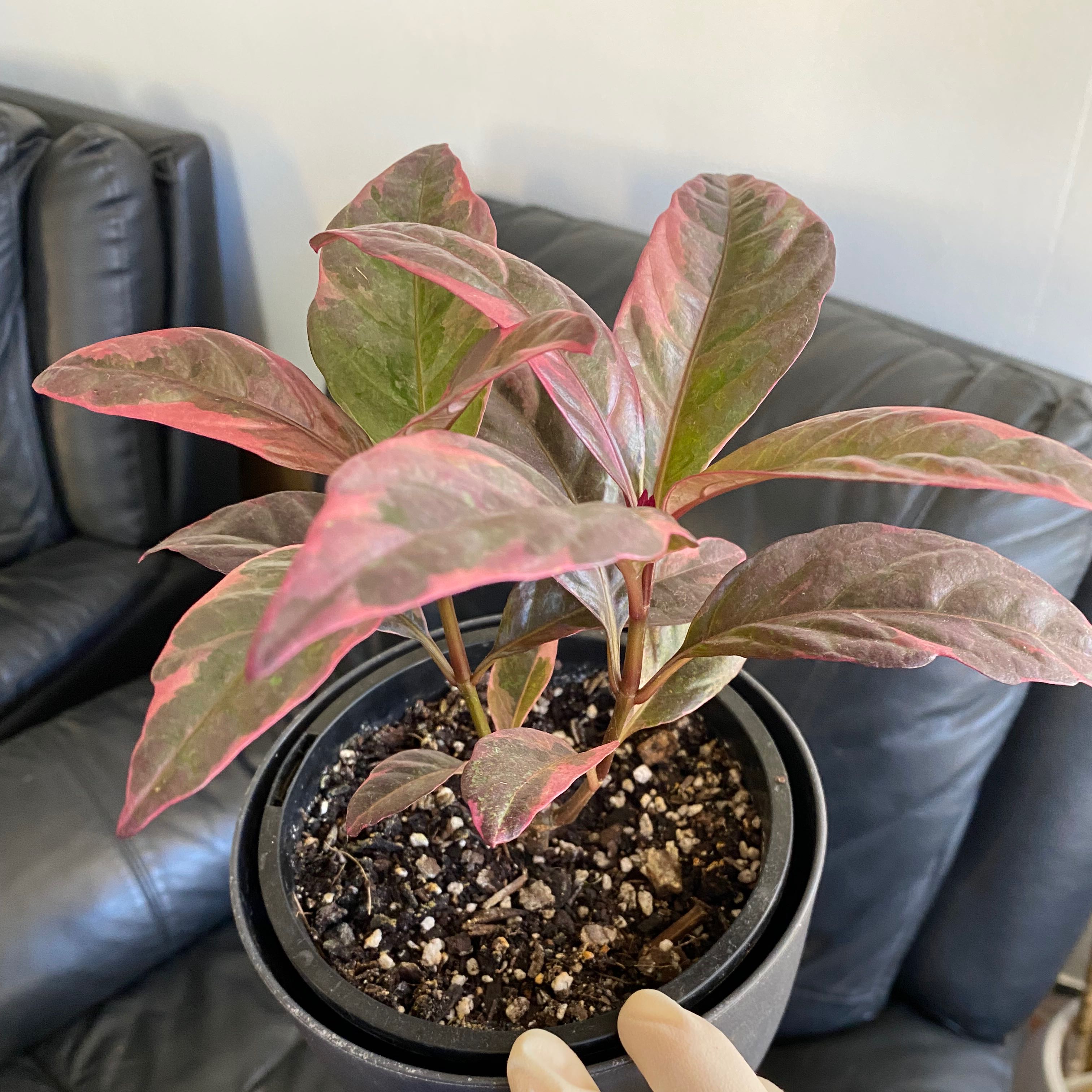 Photo of the plant species Carruthers' Falseface by @Brooklyn6 named 🥰 on Greg, the plant care app