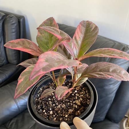 Photo of the plant species Carruthers' Falseface by Brooklyn6 named 🥰 on Greg, the plant care app
