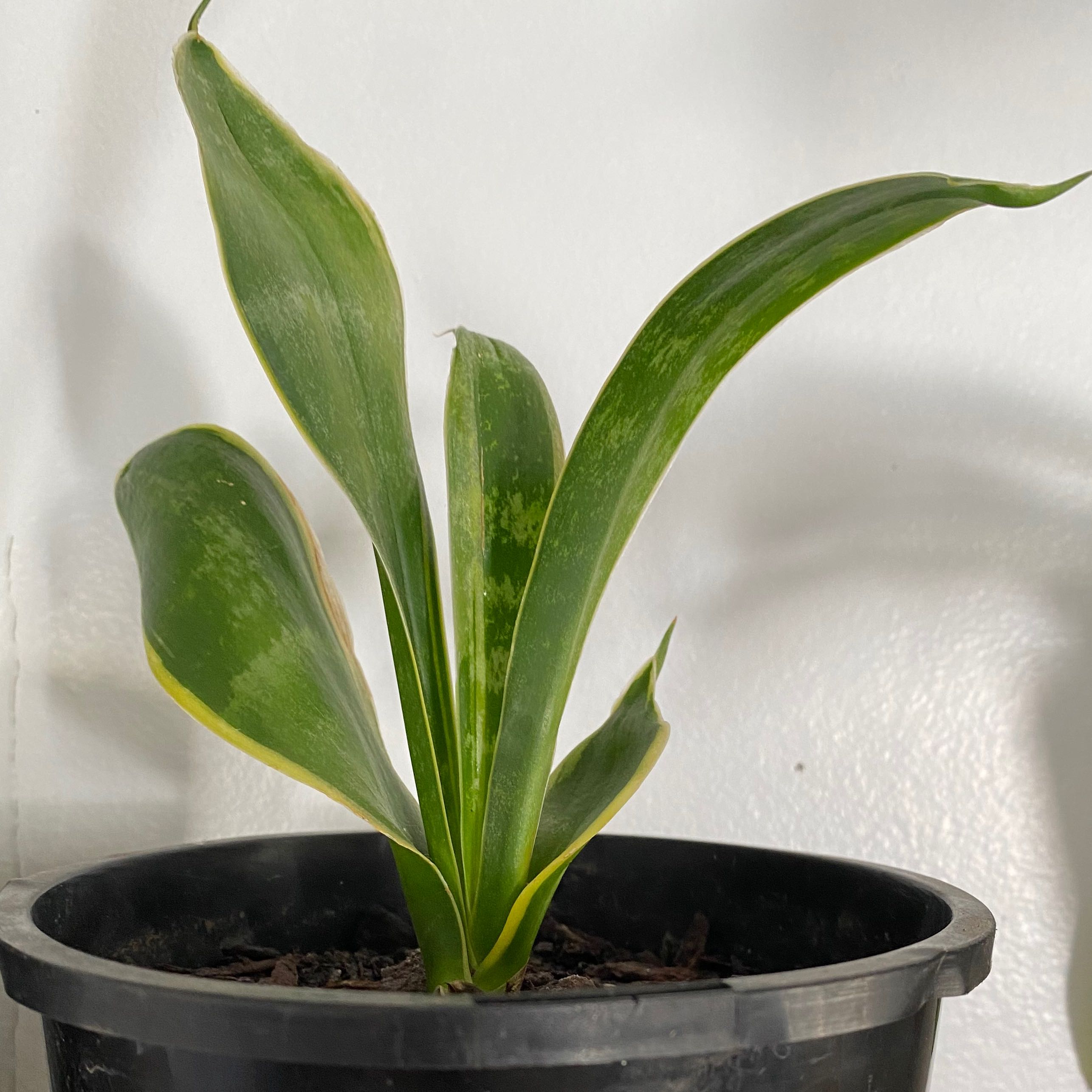 Sansevieria 'Lauren' plant in a black pot with some yellowing on leaf edges.