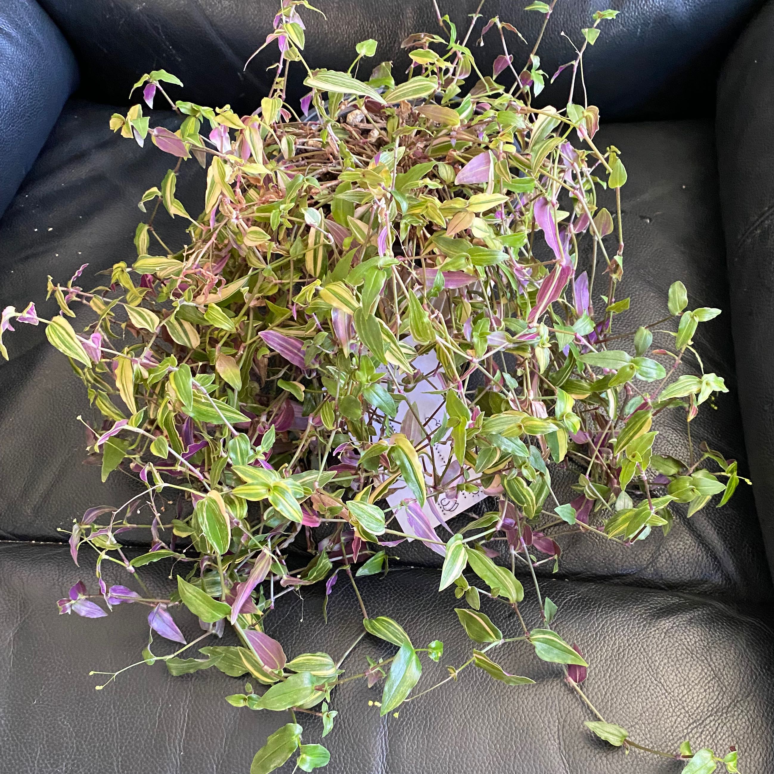 Tahitian Bridal Veil plant with green and purple leaves, well-framed and centered.