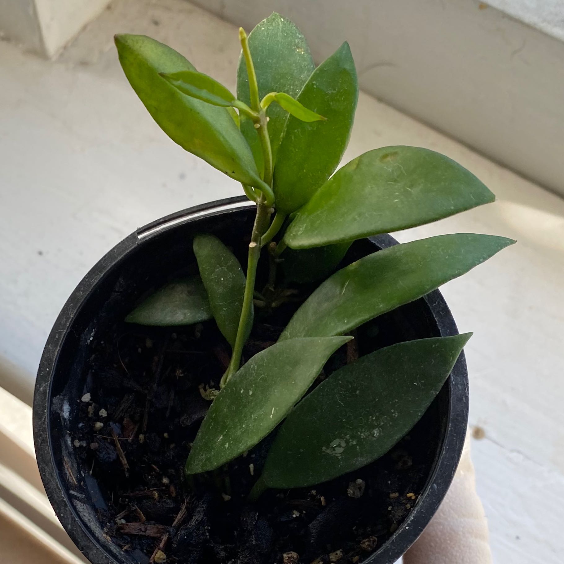 Potted Hoya lacunosa plant with green lanceolate leaves in a black pot.
