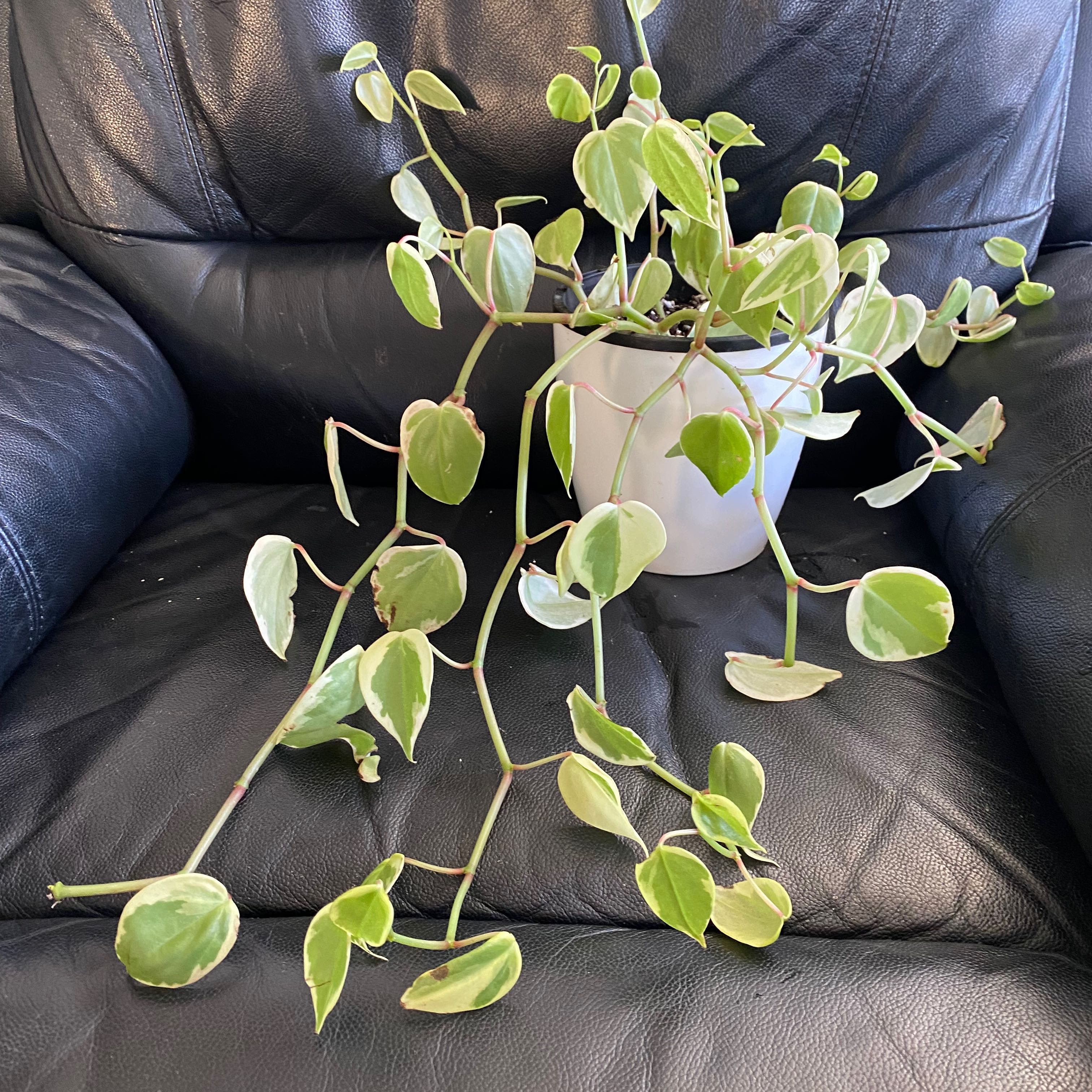 Variegated Peperomia Scandens plant in a white pot with trailing stems and variegated leaves.