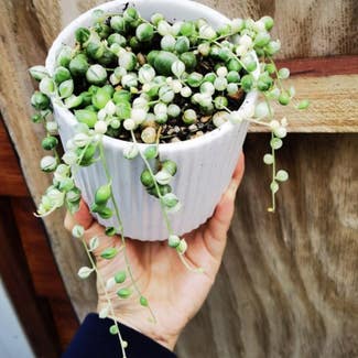 Variegated String of Pearls plant in Wellington, Wellington