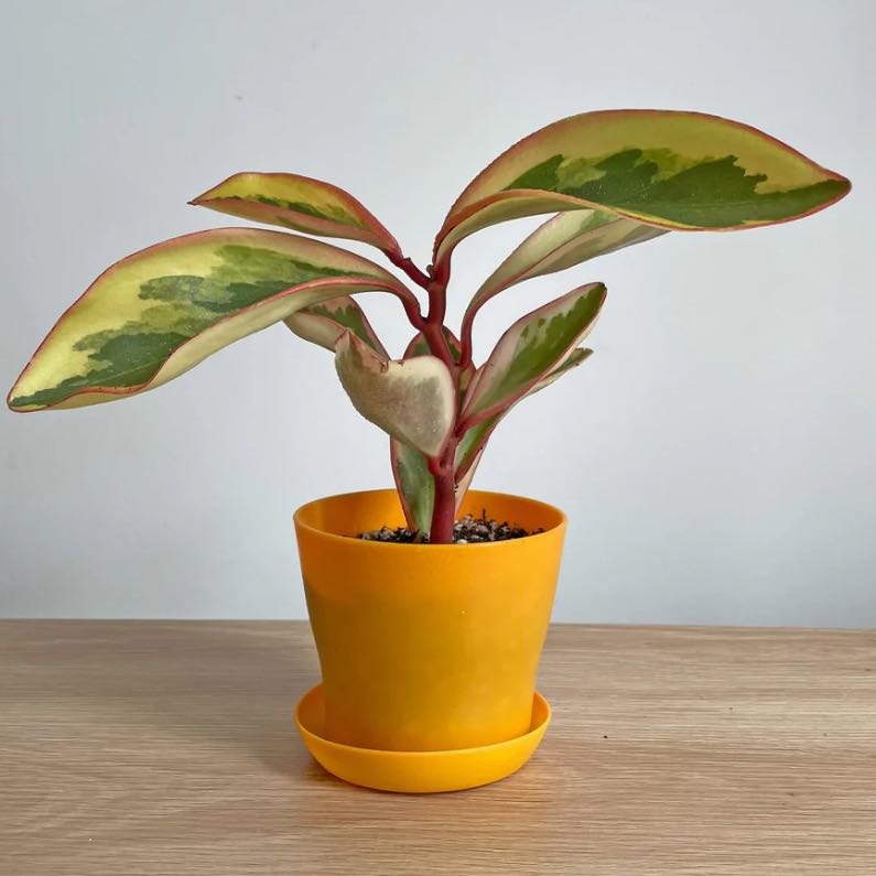 Jelly Peperomia plant in a yellow pot with variegated leaves.