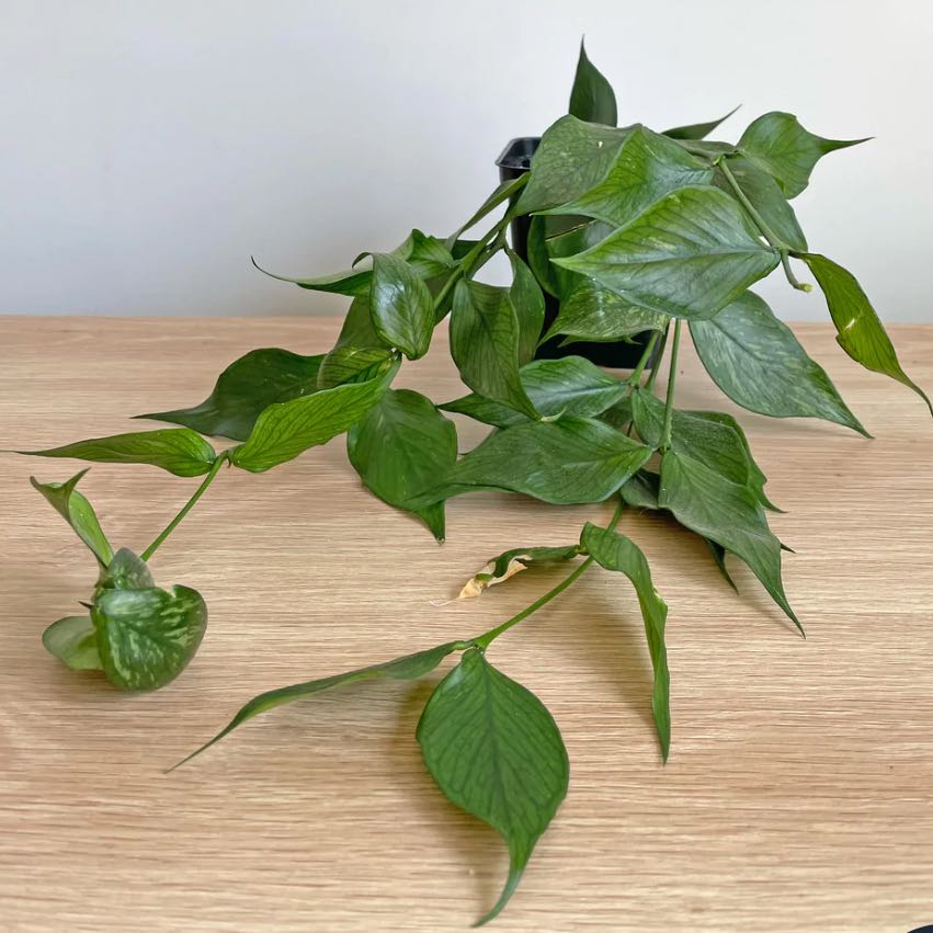 Fishtail Hoya plant with green leaves on a wooden surface.