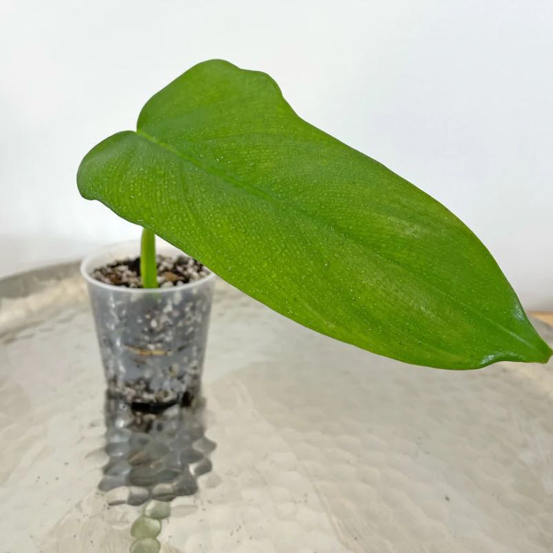 Philodendron Gold Violin plant in a small transparent pot with visible soil.