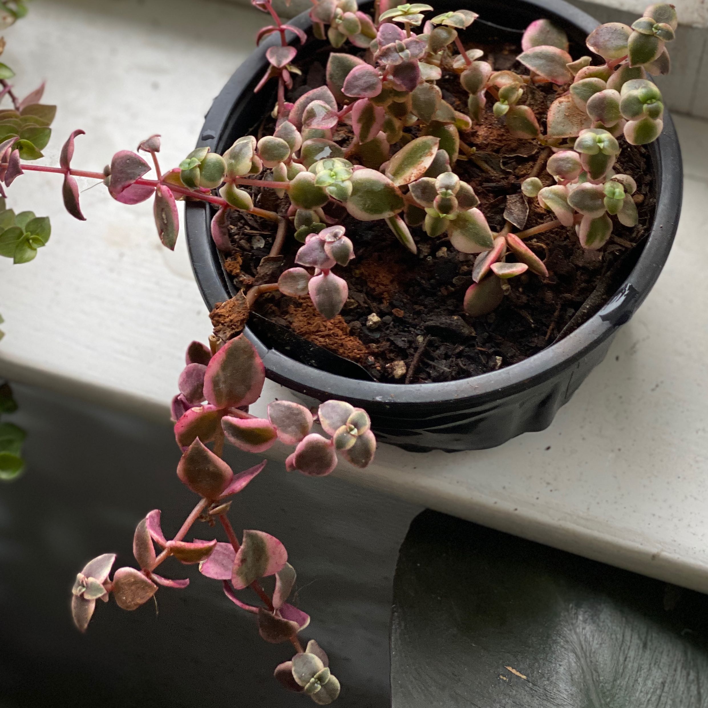 Potted Calico Kitten plant with variegated green and pink leaves.